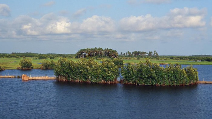 Hutan Mangrove Punya Fungsi Ekologis, Biologis dan Ekonomis Foto: Getty Images/iStockphoto/peeterv
